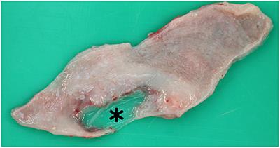 Case report: Urolithiasis, nephrolithiasis and a urinary bladder malformation in a seven-month-old alpaca cria